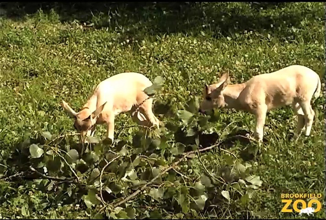 Addax Mom and Cute Addax Baby at Brookfield Zoo