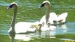 Trumpeter Swan Chicks Hatch at Brookfield Zoo