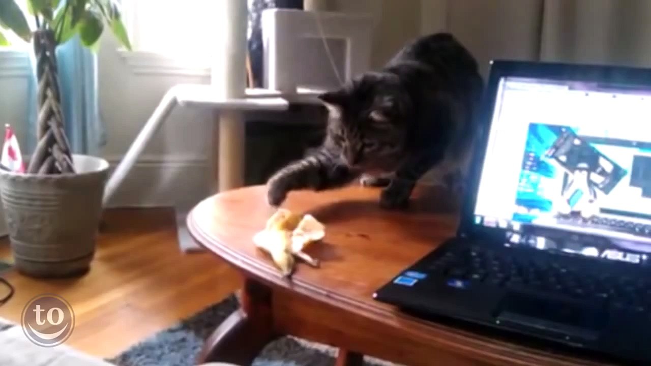 Scaredy Cats