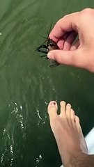 Ayağıyla Balık Yakalayan Adam Yok Böyle Bir Şey