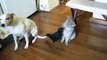 BIRD FEEDS CAT & DOG -