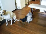 BIRD FEEDS CAT & DOG -