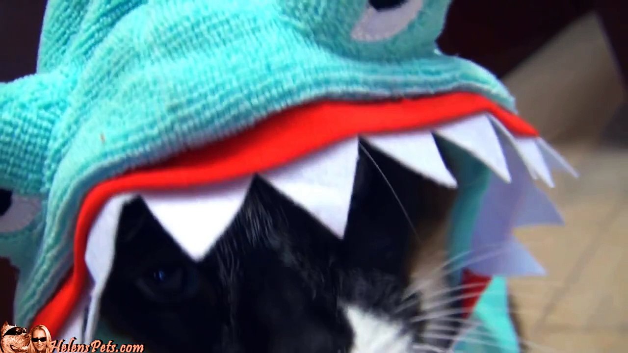 Cat In A Shark Costume Chases A Duck While Riding A Roomba video