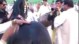 Harchahal Horse dancing maila sakrila sarai alamgir