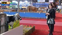 Salon de l'agriculture: les exposants attendent les politiques de pied ferme