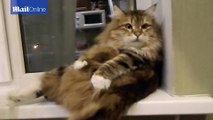 un chat se fait son propre massage