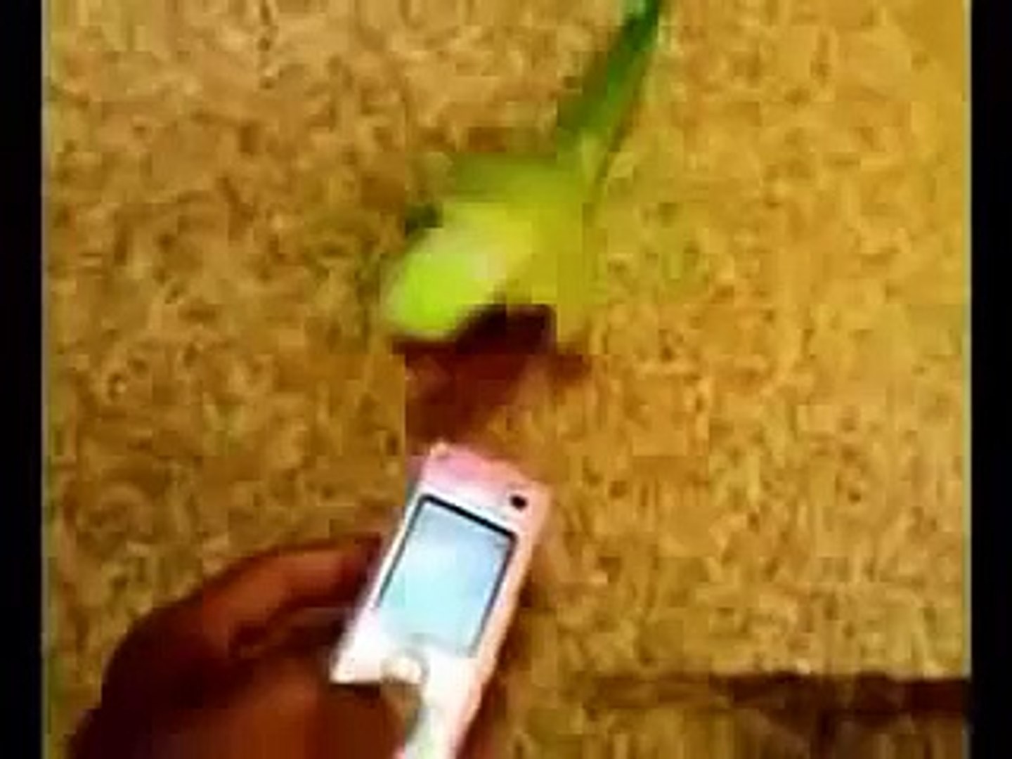 ⁣Dubstep bird