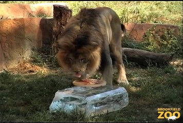 Ice Helps Animals Beat the Heat Wave at Brookfield Zoo