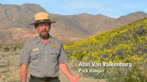 Lulëzon Lugina e Vdekjes, zona më e thatë në SHBA