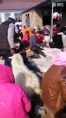 یہ لوگ اون ادھڑتے رہے ہیں کہ بھیڑ ۔