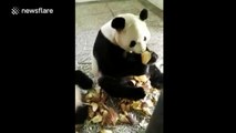 Two pandas tussle over one shoot of bamboo