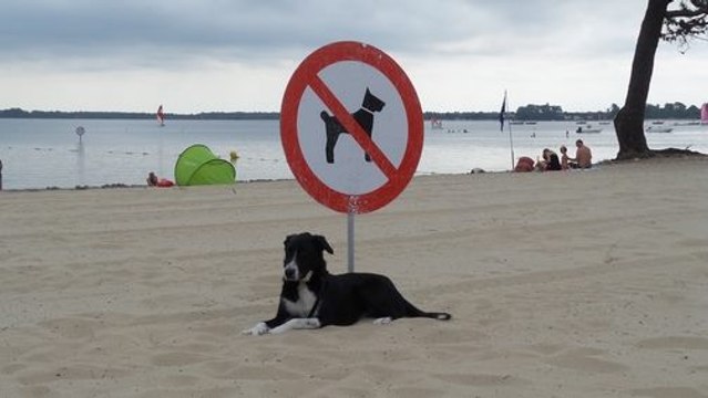 Les tutos de monsieur Fraize - (3) Dresser son chien