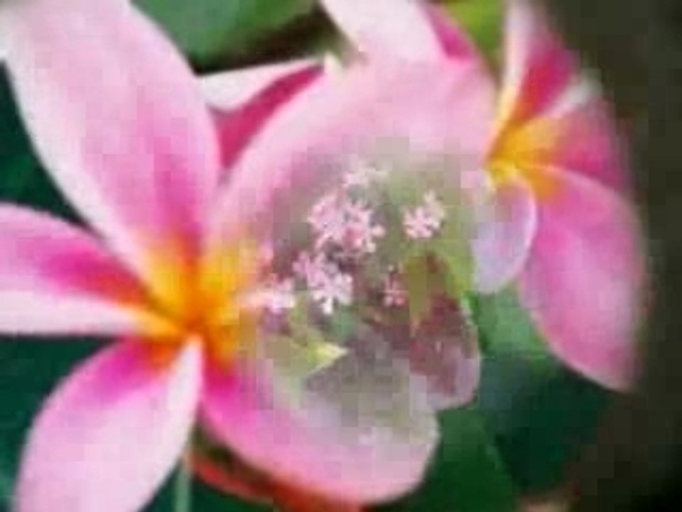 thé au jasmin