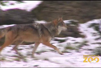 Mexican Gray Wolves Enjoying Winter at Brookfield Zoo