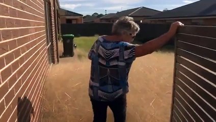 Une ville recouverte par des virevoltants géants en australi