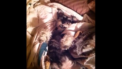 Qui à faim Qui à soif Chien adorable