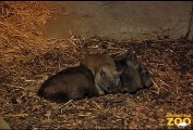 Baby Wombat Exploring at Brookfield Zoo