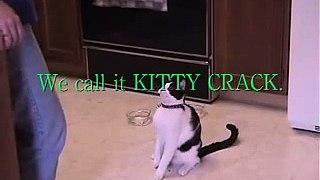 cat funny video free