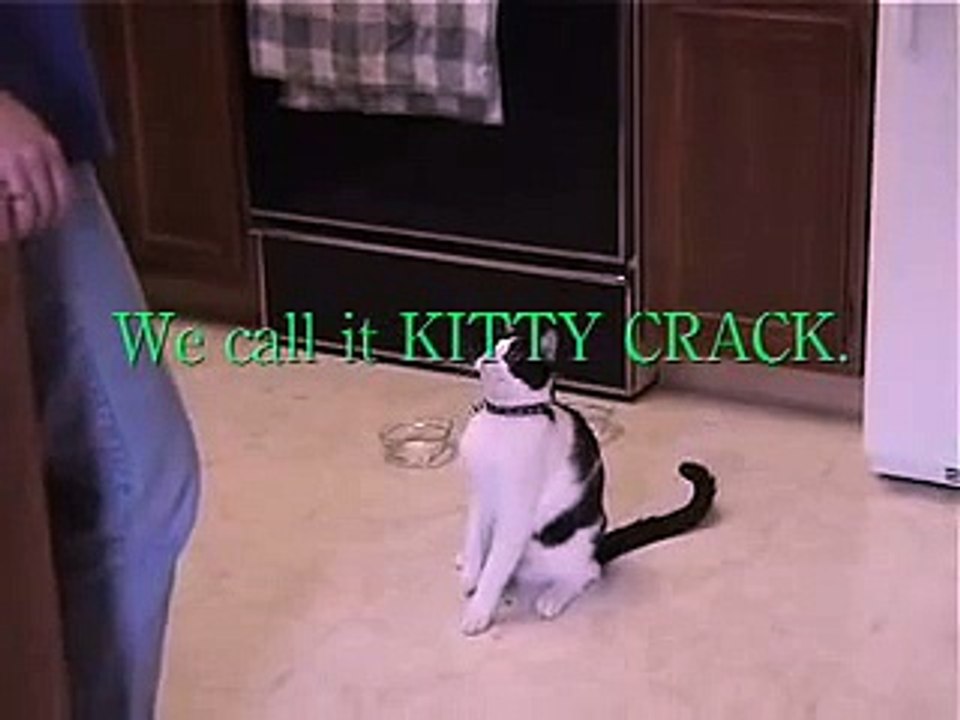 cat funny video free