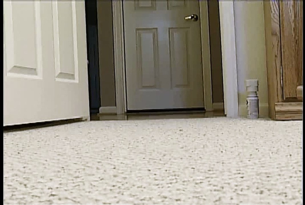 short funny video clips
