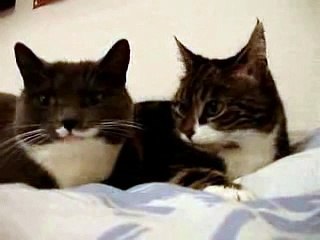 Cat & Dog fighting funny clip
