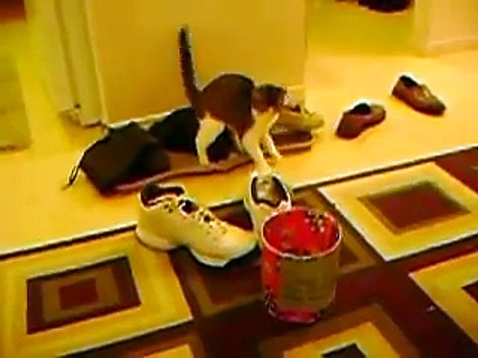 top funny videos