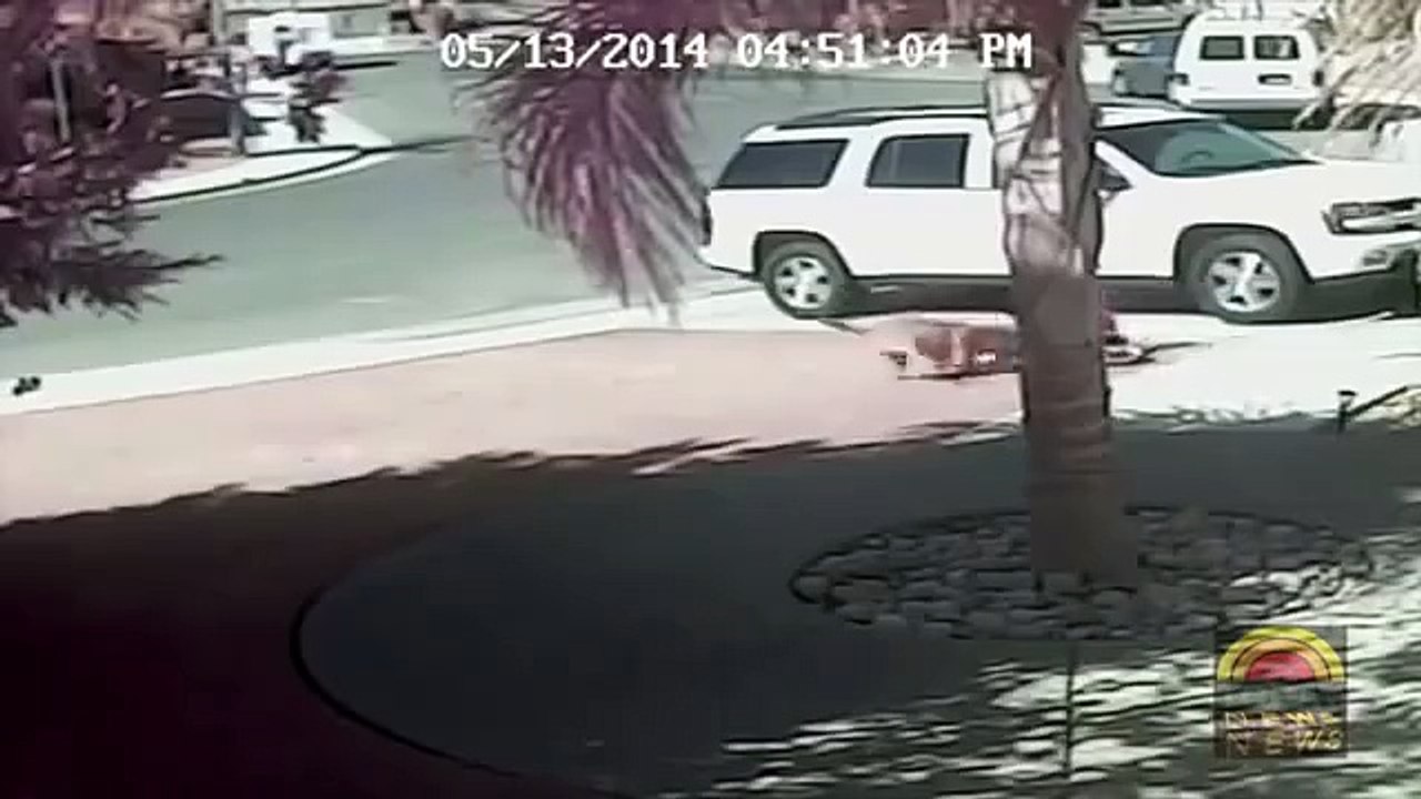 Gato defiende a niño de un perro