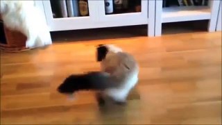 Pranks Funny Cats and Dog-Funny Fails-Funny Clips- Funny Videos- Funny Pranks 2014 part 4