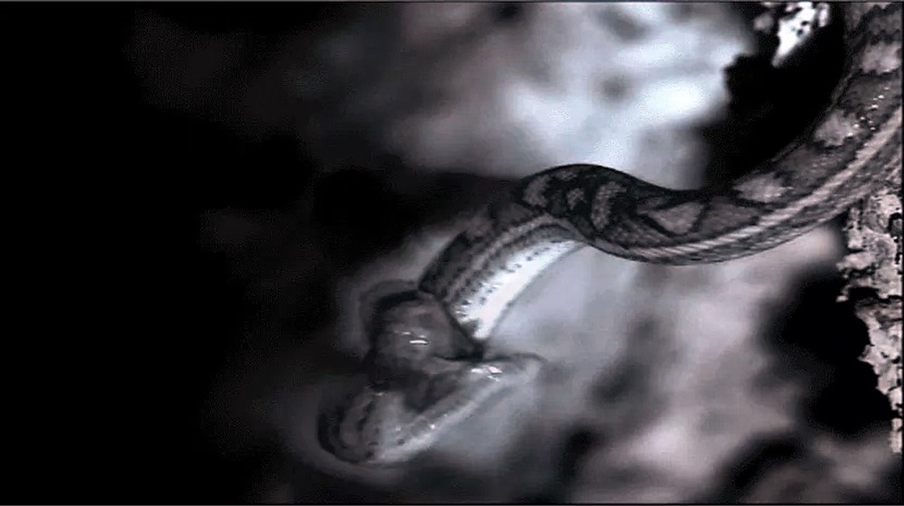 Snake fishing bats