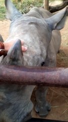 Les cris tellement mignon de bébés rhinocéros