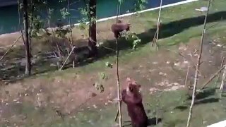Mama Bear Trying To Shake A Baby Bear From A Tree - Funny Videos at Fully :)(: Silly