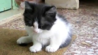 Sleeepy Baby Kitten! - Funny Videos at Fully :)(: Silly