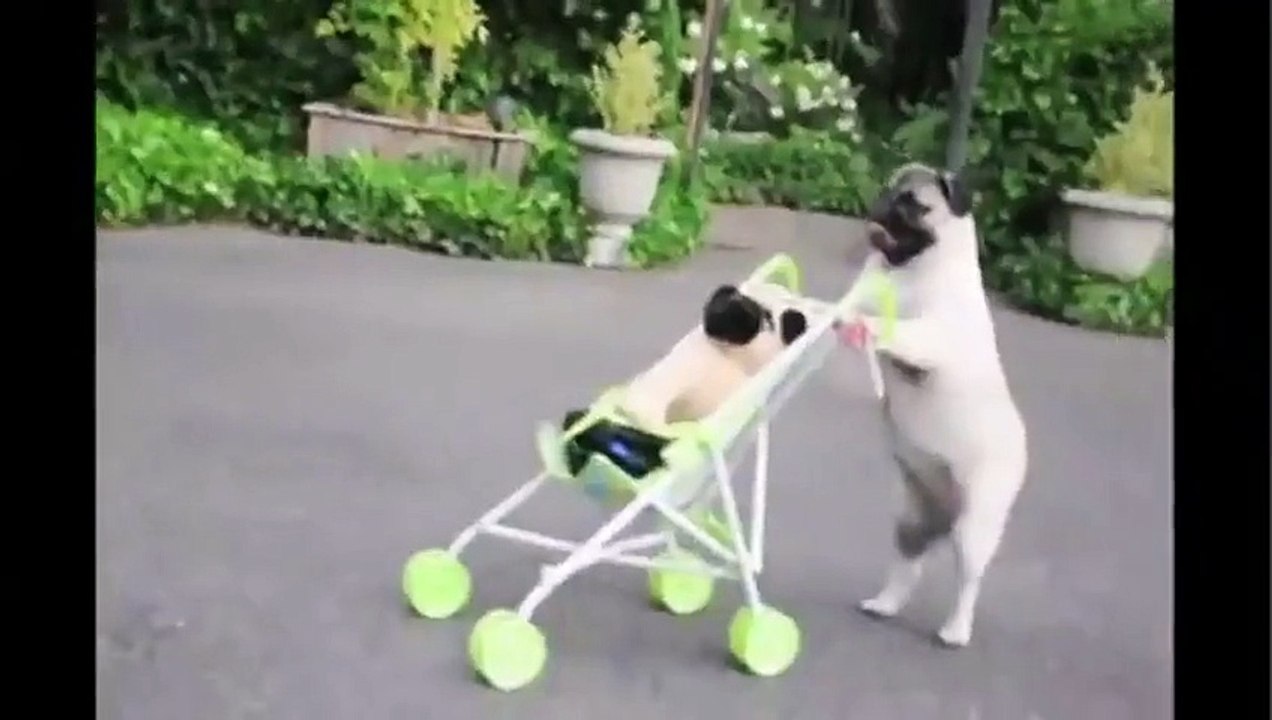 Pug Puppy Pushes Baby Stroller!!! - Funny Videos at Fully :)(: Silly
