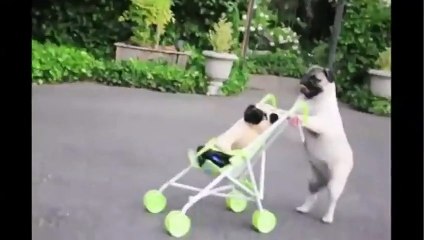 Pug Puppy Pushes Baby Stroller!!! - Funny Videos at Fully :)(: Silly