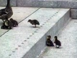 Cute Baby Ducks - Funny Videos at Fully :)(: Silly