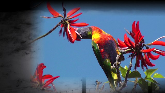 John Presnell- PILLS- Official Music Video