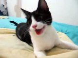 Cat Thinks It’s A Dog - Funny Videos at Fully :)(: Silly