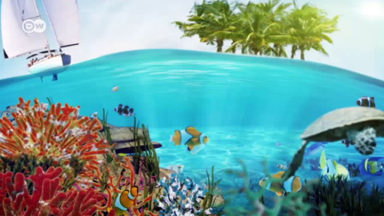 Protección de langostas en México | Global 3000