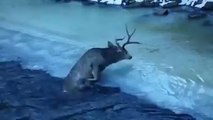 OMG!!! Animal Stuck in the River-Top Funny Videos-Top Prank Videos-Top Vines Videos-Viral Video-Funny Fails