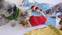 Puppies and Kittens Playing in Wrapping Paper