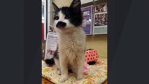 Rescued Kitten With Mustache Becomes Social Media Sensation