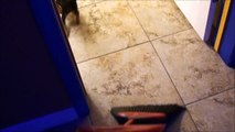 CUTE PUPPY ATTACKS BROOM - FUNNY!!