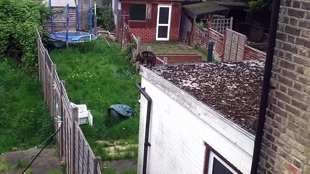 Кошки смешно прыгают. Подборка Топ 7