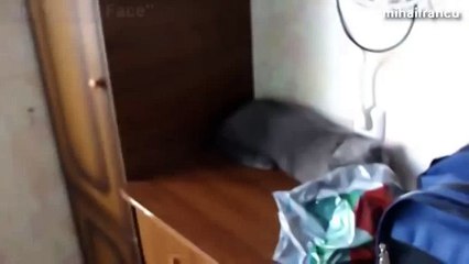 Funny And Cute Cat Faces Compilation 2014 NEW