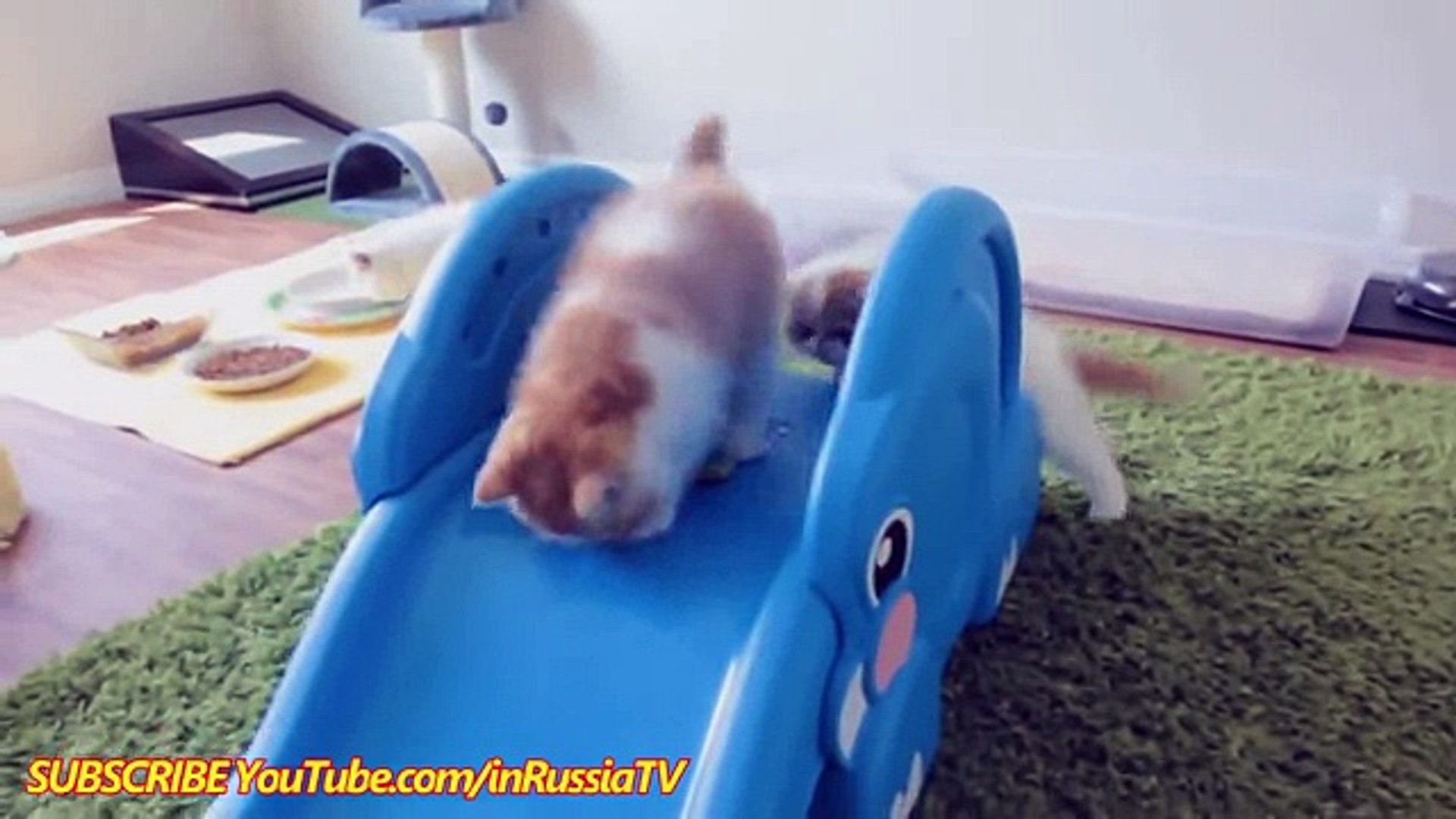 Котик на велосипеде. Котята катаются с горки. Скейт с котом. Кошачий велосипед. Кот катает клубок.