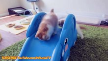 FUNNY VIDEOS Funny Cats Funny Kitty Funny Videos Kitten Compilation Cat Funny Videos