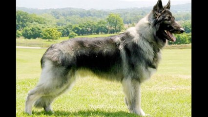 Shiloh Shepherd Dog - Video Learning - WizScience.com