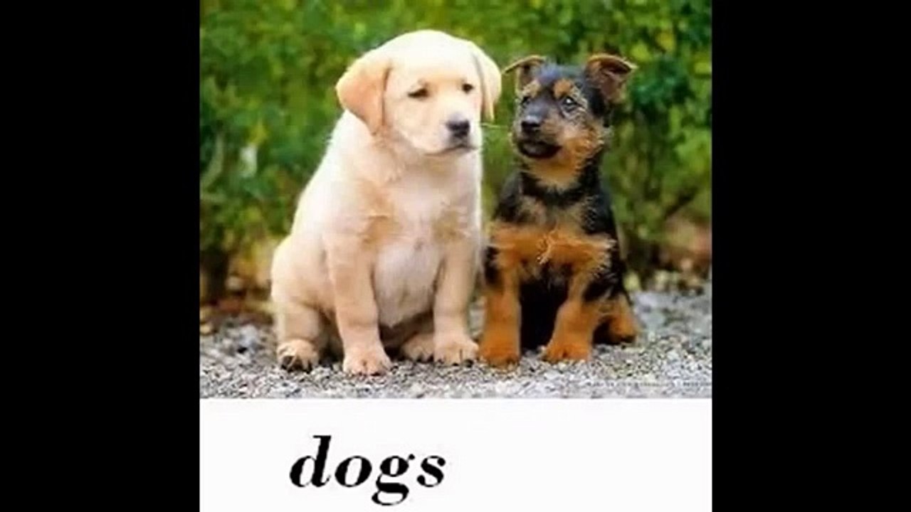 Royal Canin Labrador Retriever Dog Food Review