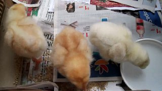 funny baby chicks drink water and doze off after a meal