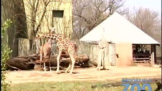 Brookfield Zoo Giraffes On the Run